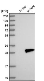 MFAP5 Antibody in Western Blot (WB)