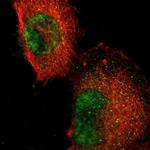 RFNG Antibody in Immunocytochemistry (ICC/IF)