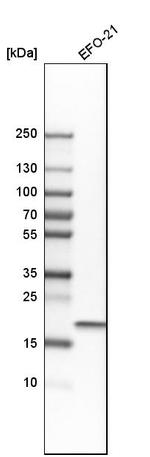 TMEM109 Antibody in Western Blot (WB)