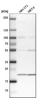 TMEM109 Antibody in Western Blot (WB)