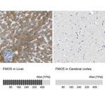 FMO5 Antibody in Immunohistochemistry (IHC)