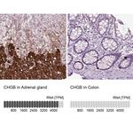 Chromogranin B Antibody in Immunohistochemistry (IHC)