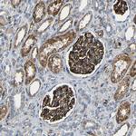 IGSF10 Antibody in Immunohistochemistry (IHC)