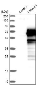 PNMAL1 Antibody in Western Blot (WB)