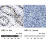 Claudin 11 Antibody in Immunohistochemistry (IHC)