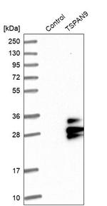 TSPAN9 Antibody in Western Blot (WB)