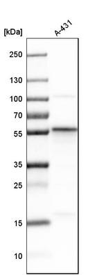 SEC62 Antibody in Western Blot (WB)