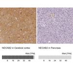 NECAB2 Antibody in Immunohistochemistry (IHC)