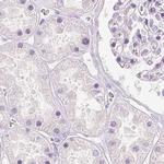 NECAB2 Antibody in Immunohistochemistry (IHC)