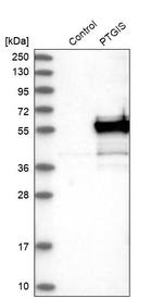 PTGIS Antibody in Western Blot (WB)