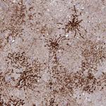 Aquaporin 4 Antibody in Immunohistochemistry (IHC)