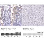 SLC13A2 Antibody in Immunohistochemistry (IHC)