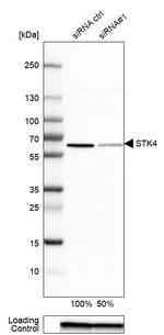 MST1 (STK4) Antibody