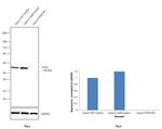 MST1 (STK4) Antibody