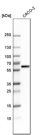 MST1 (STK4) Antibody in Western Blot (WB)
