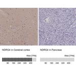 NDRG4 Antibody