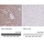 GP2 Antibody in Immunohistochemistry (IHC)