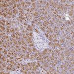 GP2 Antibody in Immunohistochemistry (IHC)