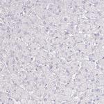 GP2 Antibody in Immunohistochemistry (IHC)