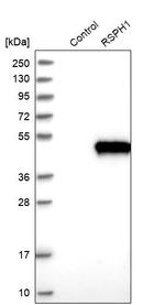 TSGA2 Antibody in Western Blot (WB)
