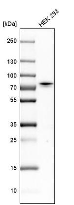 CTPS2 Antibody in Western Blot (WB)