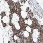 MOSC2 Antibody in Immunohistochemistry (IHC)