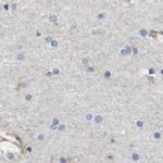 MOSC2 Antibody in Immunohistochemistry (IHC)