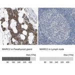 MOSC2 Antibody