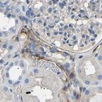 COL15A1 Antibody in Immunohistochemistry (IHC)