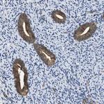 TES Antibody in Immunohistochemistry (IHC)