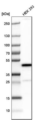 SMARCB1 Antibody in Western Blot (WB)