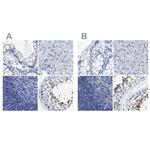 HOOK1 Antibody in Immunohistochemistry (IHC)