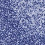 HOOK1 Antibody in Immunohistochemistry (IHC)