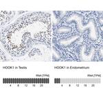 HOOK1 Antibody