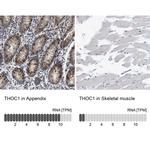 Nuclear Matrix Protein p84 Antibody