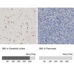 QKI Antibody in Immunohistochemistry (IHC)