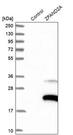 ZFAND2A Antibody in Western Blot (WB)