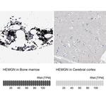 HEMGN Antibody