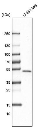 GABPB1 Antibody in Western Blot (WB)