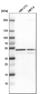 GABPB1 Antibody in Western Blot (WB)