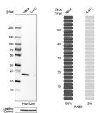 RAB31 Antibody in Western Blot (WB)