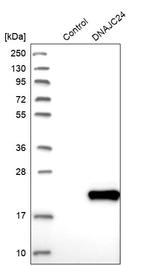 DNAJC24 Antibody in Western Blot (WB)