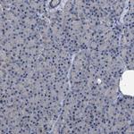 MIS18A Antibody in Immunohistochemistry (IHC)