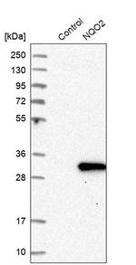 NQO2 Antibody in Western Blot (WB)