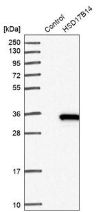 HSD17B14 Antibody in Western Blot (WB)