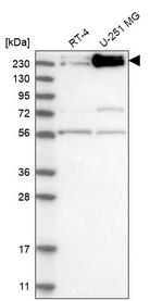 INTS1 Antibody in Western Blot (WB)