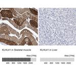 KLHL41 Antibody in Immunohistochemistry (IHC)