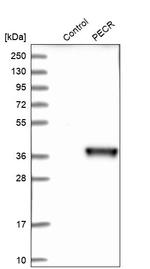 PECR Antibody in Western Blot (WB)