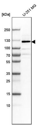 LLGL1 Antibody in Western Blot (WB)