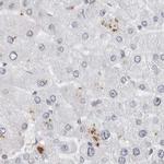 WRAP53 Antibody in Immunohistochemistry (IHC)